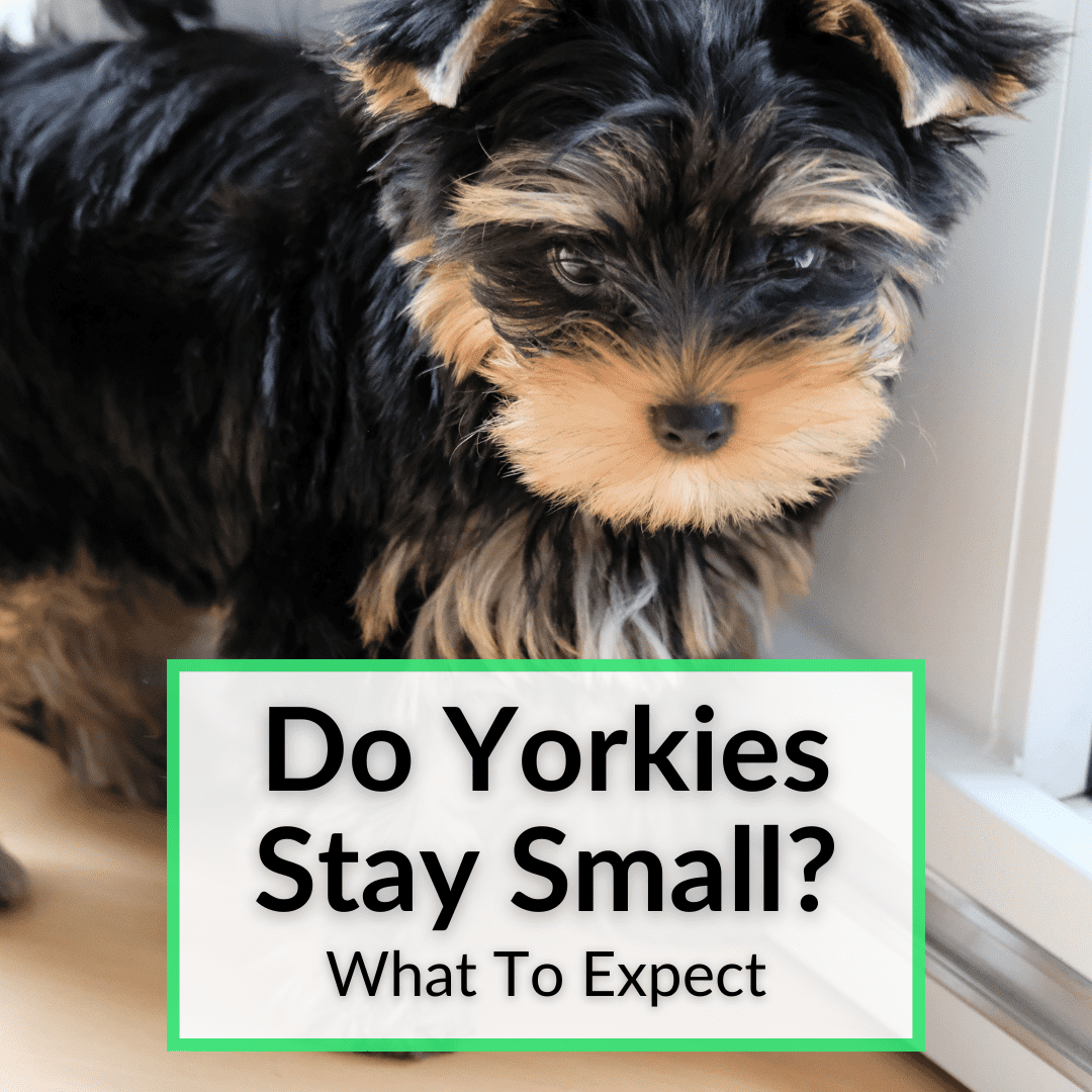 Do Yorkies Stay Small