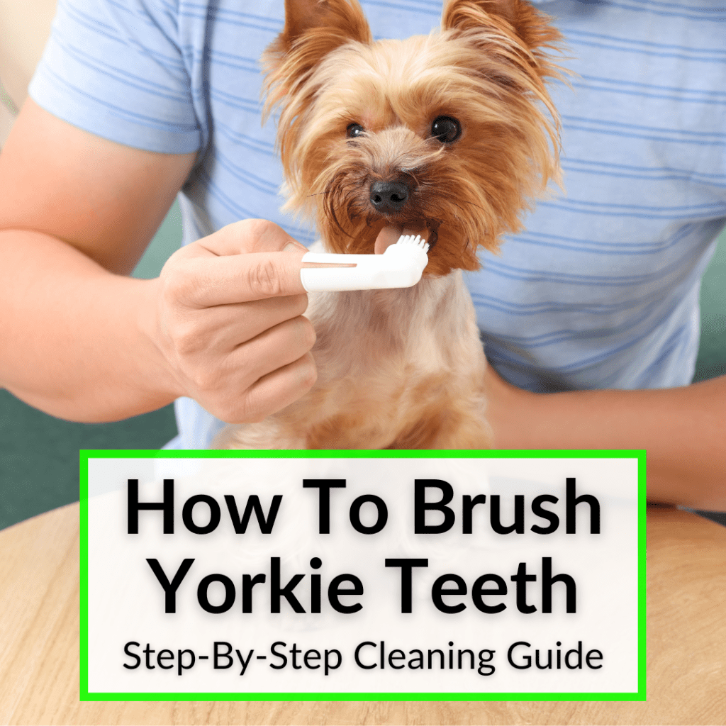 How To Brush A Teacup Yorkies Teeth at Christina Verena blog