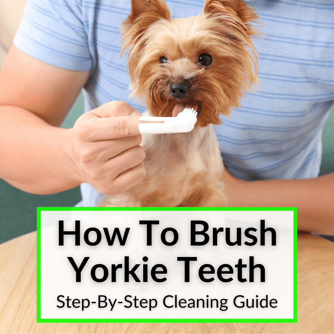 How To Brush Yorkie Teeth