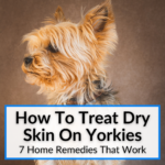 How To Treat Dry Skin On Yorkies