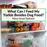 What Can I Feed My Yorkie Besides Dog Food