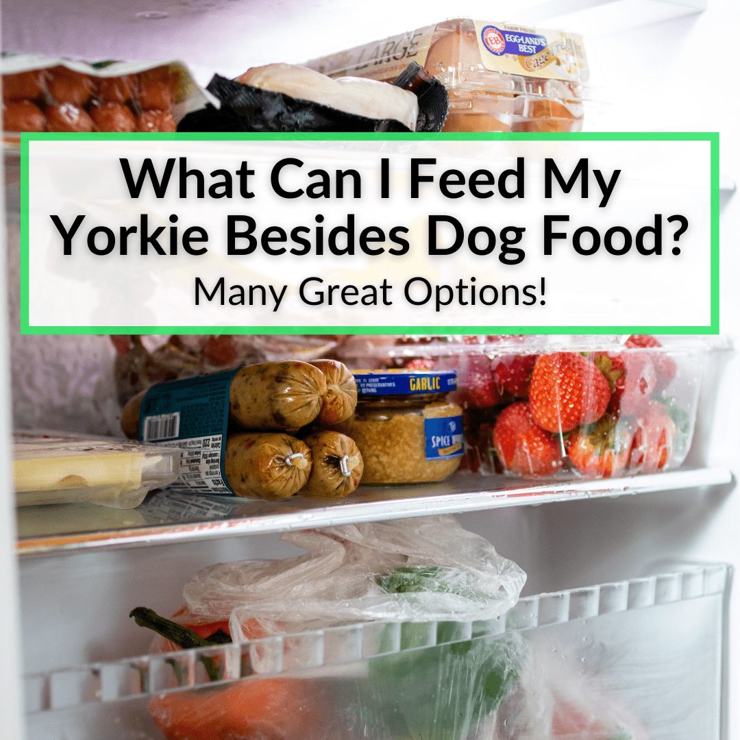 What Can I Feed My Yorkie Besides Dog Food