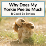 Why Does My Yorkie Pee So Much