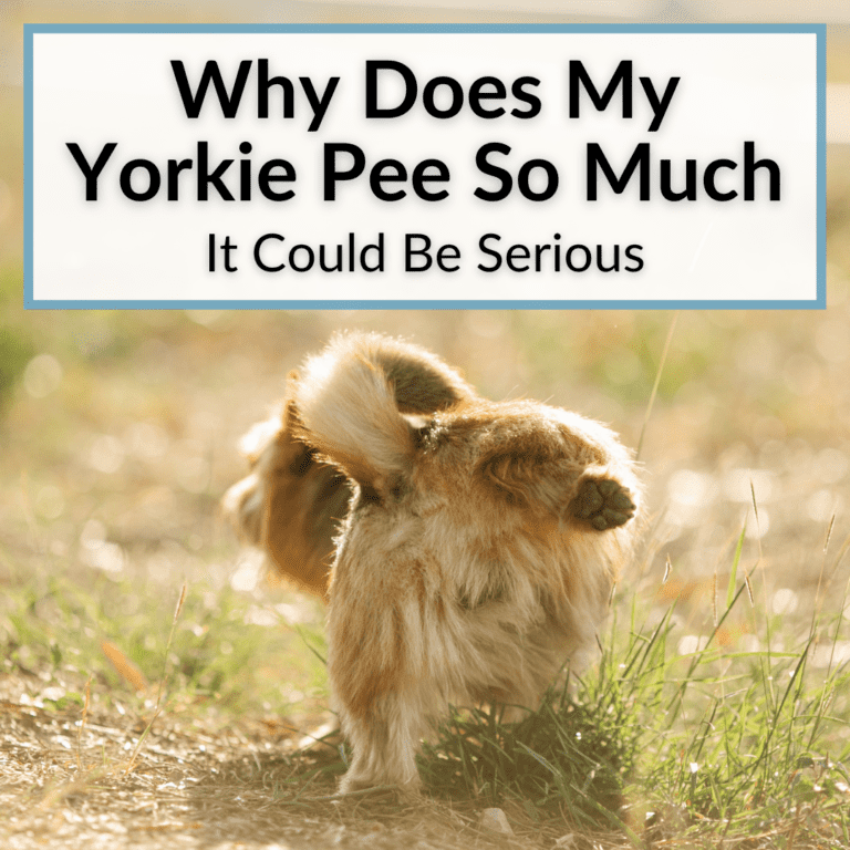 Why Does My Yorkie Pee So Much? (It Could Be Serious)