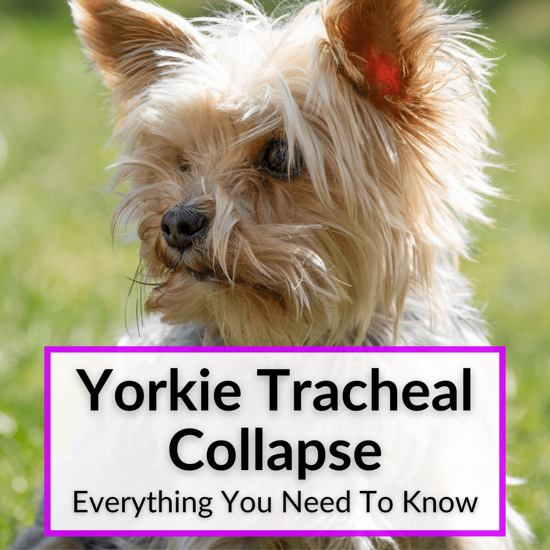 Yorkie Tracheal Collapse