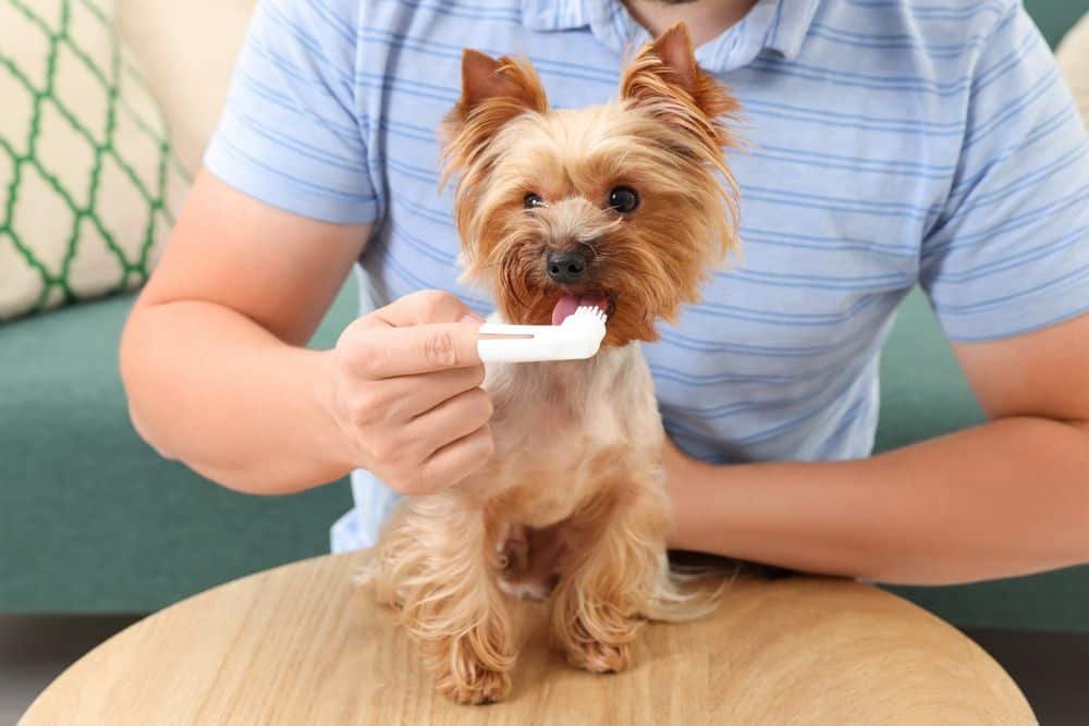 brushng yorkie teeth