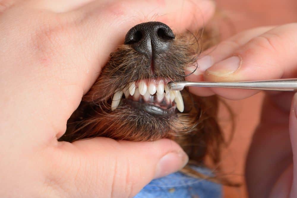 cleaning yorkshire terrier teeth