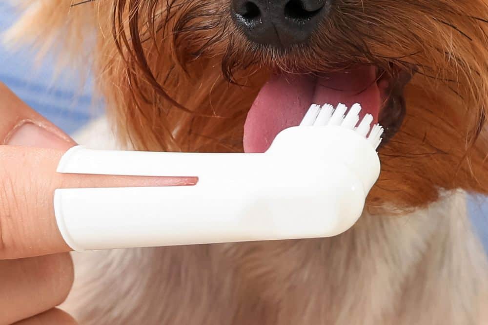 finger toothbrush for dogs