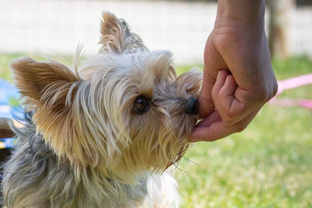 giving treat to yorkshire terrier