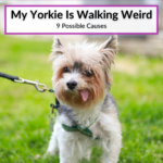 My Yorkie Is Walking Weird