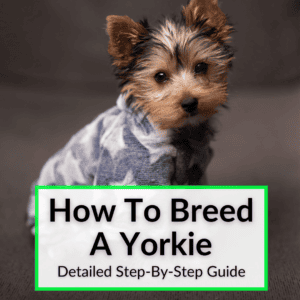 How To Breed A Yorkie