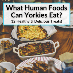 What Human Foods Can Yorkies Eat