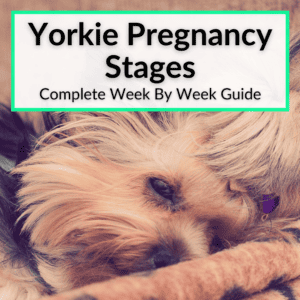 Yorkie Pregnancy Stages